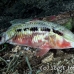 goatfish_longbarbel_sb_gld_h_0041_kom1658.jpg